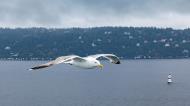 Asisbiz Wildlife birds European Herring Gull watching over us Oslo Norway July 2012 01
