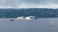 Asisbiz Wildlife birds European Herring Gull watching over us Oslo Norway July 2012 01