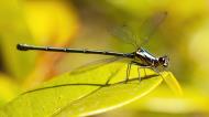Asisbiz Wildlife insects Damselfly Queensland Australia 01