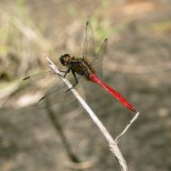 Asisbiz Wildlife insects Red Dragonfly Gardners Falls Maleny Qld 4552 18
