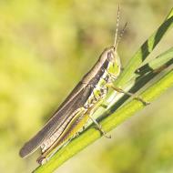Asisbiz Wildlife insects Two Striped Grasshopper Melanoplus bivittatus Gardners Falls Maleny Qld 4552 01
