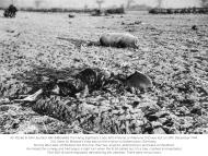 Asisbiz 42-95260 B-24H Liberator 8AF 44BG68BS WQP Lili Marlene crash site 01