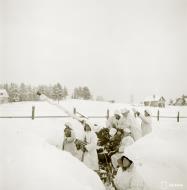 Asisbiz Finnish flak battery Bofors 40mm anti aircraft cannon based around Kuhavuori Sortavala Winter War 8th Jan 1940 a 401