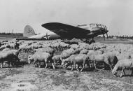 Asisbiz Heinkel He 111 counting sheep location and unit unknown 25th Oct 1940 NIOD