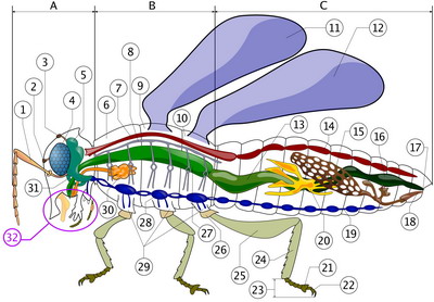 Insect Anatomy