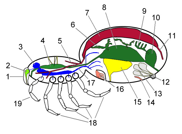 Spider-Organs