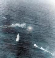 Asisbiz German submarine U 758 being attack by planes from Block Island's VC 58 on 11th Jan 1944 80 G 222840