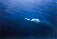 Asisbiz German Submarine U 118 under attack by aircraft from USS Bogue (CVE 9) 12th June 1943 11