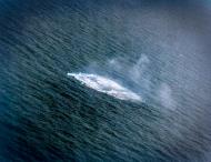 Asisbiz German submarine U 117 sank and U 66 escaped by planes from USS Card (CVE 11) in the central Atlantic 7th Aug 1943 80 G 221763